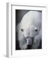 Polar Bear Lying Down-Stuart Westmorland-Framed Photographic Print