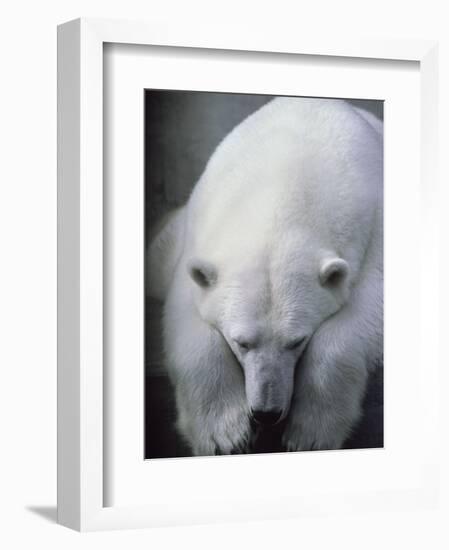 Polar Bear Lying Down-Stuart Westmorland-Framed Photographic Print