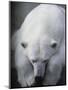 Polar Bear Lying Down-Stuart Westmorland-Mounted Photographic Print