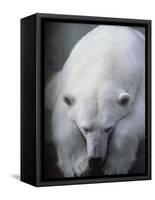 Polar Bear Lying Down-Stuart Westmorland-Framed Stretched Canvas