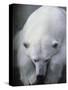 Polar Bear Lying Down-Stuart Westmorland-Stretched Canvas