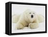 Polar bear lying in snow-John Conrad-Framed Stretched Canvas