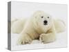 Polar bear lying in snow-John Conrad-Stretched Canvas