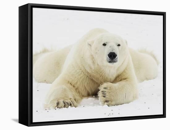 Polar bear lying in snow-John Conrad-Framed Stretched Canvas