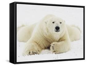 Polar bear lying in snow-John Conrad-Framed Stretched Canvas