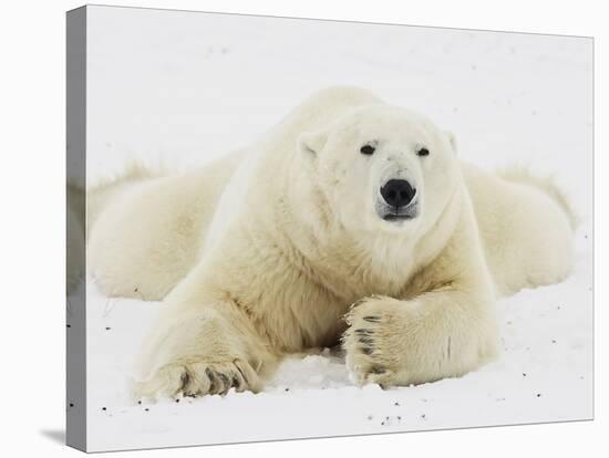 Polar bear lying in snow-John Conrad-Stretched Canvas