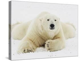 Polar bear lying in snow-John Conrad-Stretched Canvas