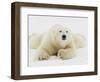 Polar bear lying in snow-John Conrad-Framed Photographic Print