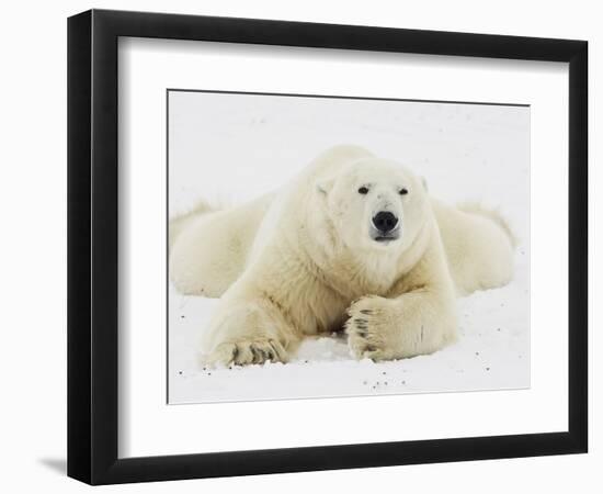 Polar bear lying in snow-John Conrad-Framed Photographic Print