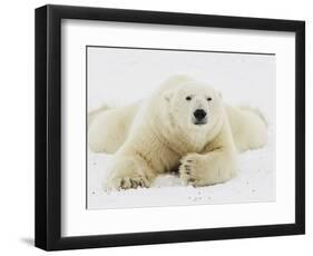 Polar bear lying in snow-John Conrad-Framed Photographic Print