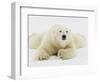 Polar bear lying in snow-John Conrad-Framed Photographic Print