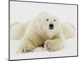 Polar bear lying in snow-John Conrad-Mounted Photographic Print