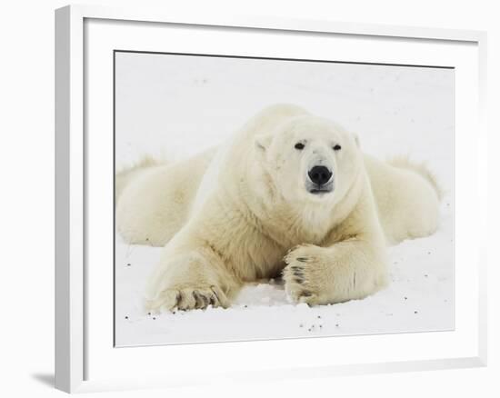 Polar bear lying in snow-John Conrad-Framed Photographic Print