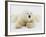 Polar bear lying in snow-John Conrad-Framed Photographic Print