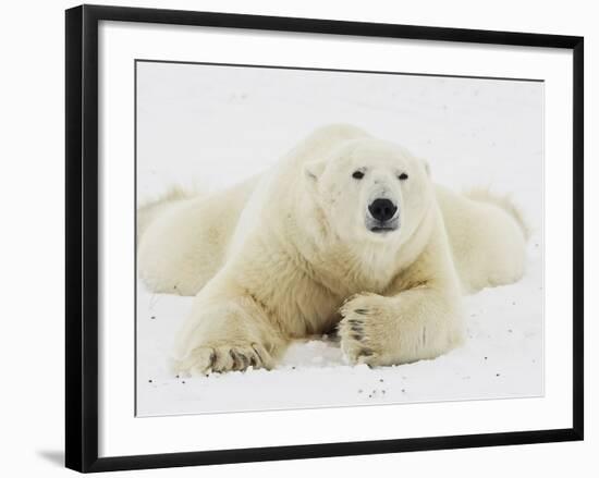 Polar bear lying in snow-John Conrad-Framed Photographic Print