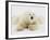 Polar bear lying in snow-John Conrad-Framed Photographic Print