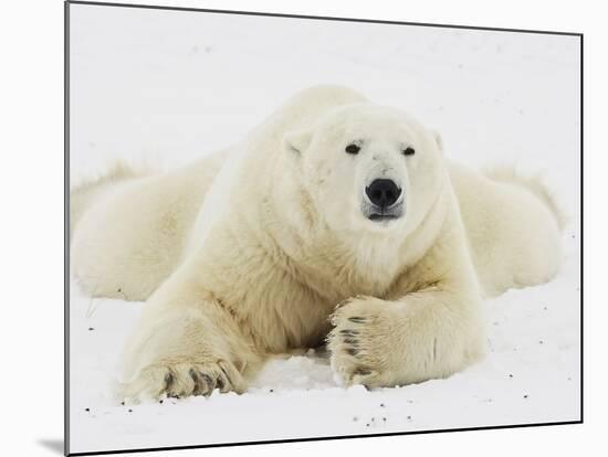 Polar bear lying in snow-John Conrad-Mounted Photographic Print