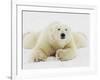 Polar bear lying in snow-John Conrad-Framed Photographic Print