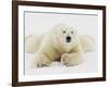 Polar bear lying in snow-John Conrad-Framed Photographic Print