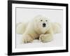 Polar bear lying in snow-John Conrad-Framed Photographic Print