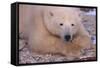 Polar Bear Lying on Rocks-DLILLC-Framed Stretched Canvas