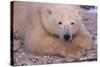 Polar Bear Lying on Rocks-DLILLC-Stretched Canvas