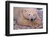Polar Bear Lying on Rocks-DLILLC-Framed Photographic Print