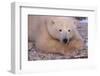 Polar Bear Lying on Rocks-DLILLC-Framed Photographic Print