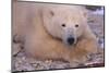 Polar Bear Lying on Rocks-DLILLC-Mounted Photographic Print