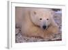 Polar Bear Lying on Rocks-DLILLC-Framed Photographic Print