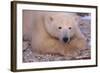 Polar Bear Lying on Rocks-DLILLC-Framed Photographic Print