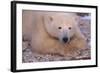 Polar Bear Lying on Rocks-DLILLC-Framed Photographic Print