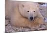 Polar Bear Lying on Rocks-DLILLC-Mounted Photographic Print