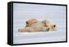 Polar Bear Lying on Side-null-Framed Stretched Canvas