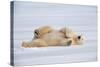 Polar Bear Lying on Side-null-Stretched Canvas