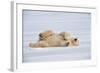 Polar Bear Lying on Side-null-Framed Photographic Print