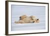 Polar Bear Lying on Side-null-Framed Photographic Print