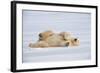 Polar Bear Lying on Side-null-Framed Photographic Print