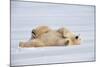 Polar Bear Lying on Side-null-Mounted Photographic Print