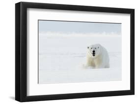 Polar bear male in snow. Svalbard, Norway, April-Danny Green-Framed Photographic Print