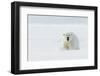 Polar bear male in snow. Svalbard, Norway, April-Danny Green-Framed Photographic Print