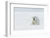 Polar bear male in snow. Svalbard, Norway, April-Danny Green-Framed Photographic Print