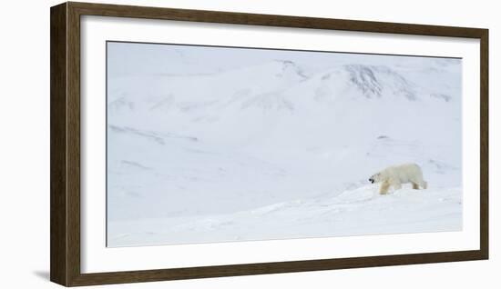 Polar bear male walking through snowy landscape, Svalbard-Danny Green-Framed Photographic Print