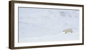Polar bear male walking through snowy landscape, Svalbard-Danny Green-Framed Photographic Print