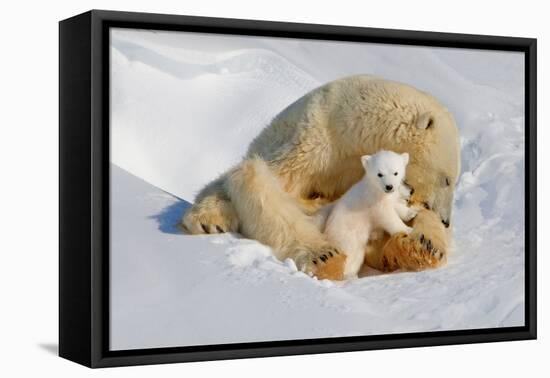 Polar Bear Mom an Cub-Howard Ruby-Framed Stretched Canvas