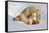 Polar Bear Mom an Cub-Howard Ruby-Framed Stretched Canvas