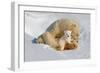 Polar Bear Mom an Cub-Howard Ruby-Framed Photographic Print