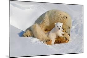 Polar Bear Mom an Cub-Howard Ruby-Mounted Photographic Print