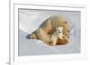 Polar Bear Mom an Cub-Howard Ruby-Framed Photographic Print