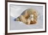 Polar Bear Mom an Cub-Howard Ruby-Framed Photographic Print